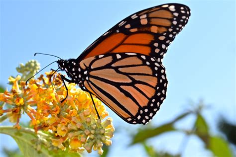 "Monarch & Viceroy Butterflies" Filmed by Dan W Andree