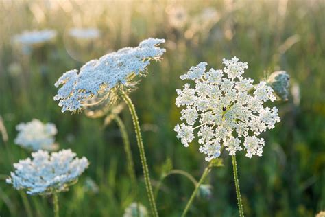 Queen Anne's Lace - Queen Anne's Lace
