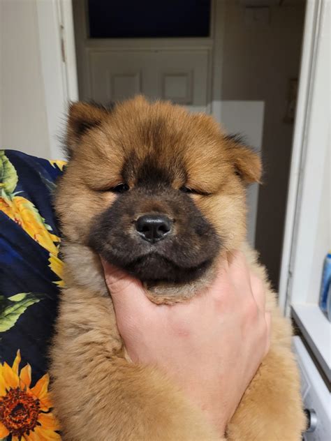 "adult" Chow Chows for Sale Dogs on Oodle Classifieds