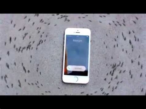 "iPhone 6s ringtone makes ants dance in a circle to drake" but it