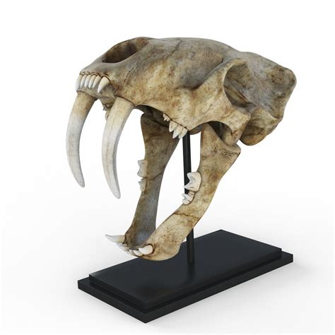 "saber tooth tiger skull" 3D Models to Print - yeggi