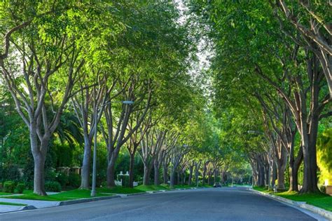 $1 billion will bring more city trees. But it’ll take more than seedlings to grow urban forests