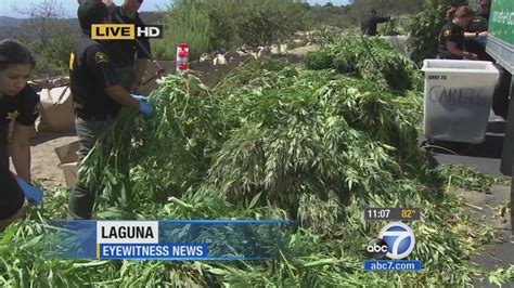 $1.3 million in weed products found in Los Angeles County