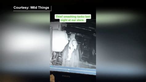 $10,000 worth of snakes stolen from ‘Wild Things’ pet store