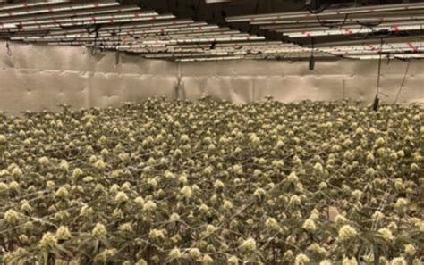 $15.3 million of illegal cannabis seized from 20 East Bay grow sites