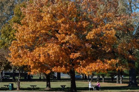 $1B will bring more city trees. But it’ll take more than seedlings to grow urban forests