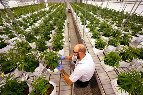 $22M in public financing aims to turn shuttered Iron Range wood plant into cannabis factory