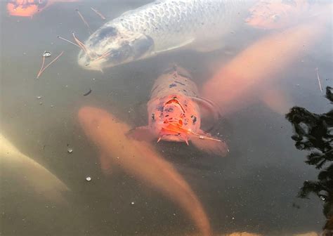 $4,000 worth of koi fish missing from San Jose park