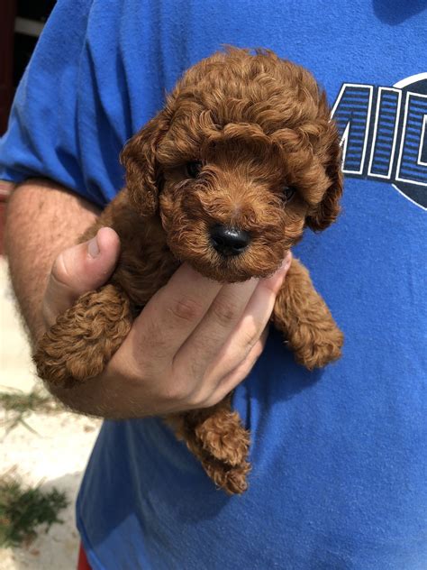 $500 toy poodles for sale in ga. Lil’ Red Fire Chief & Velvet Touch Sweet Cherry Pie. T cup color bred reds. Classy’s Scarlet Fever Sired By: Wildwoods Lucky Red Bounce & Motsenbocker’s Desiree. Contact Professional Poodle Breeders, Lowry Toy Poodles, for Ice White and Red Toy and Teacup Poodle Puppies for Sale from Alabama. Call 256-624-6464 Today! 