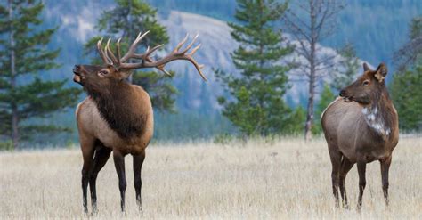 '1 in 100,000': Rare elk spotted in Colorado