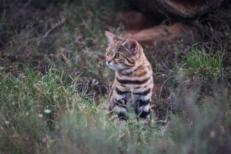 'Adorable' tiny cat living at the Utah zoo is one of the deadliest in the word