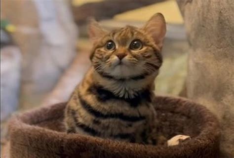 'Adorable' tiny cat living at the Utah zoo is one of the deadliest in the world