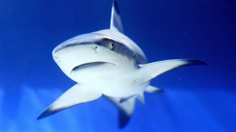 'Aggressive shark behavior' reported off San Mateo Coast