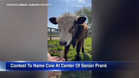 'Blossom' the cow thriving after Niles senior prank