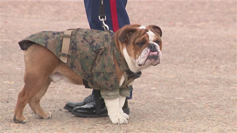 'Bruno,' MCRD's bulldog mascot, promoted