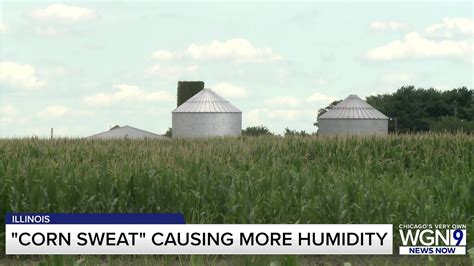 'Corn sweat' and why it's heaping on the humidity