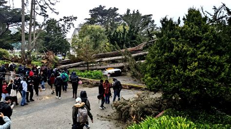 'Don’t congregate under trees,' SFSU tells students