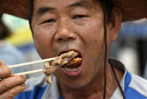 'Eat my food': Dog meat farmers in S. Korea resist push to ban industry