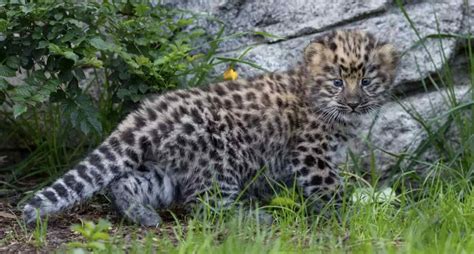 'Glimmer of hope': Twin Amur leopards born at San Diego Zoo