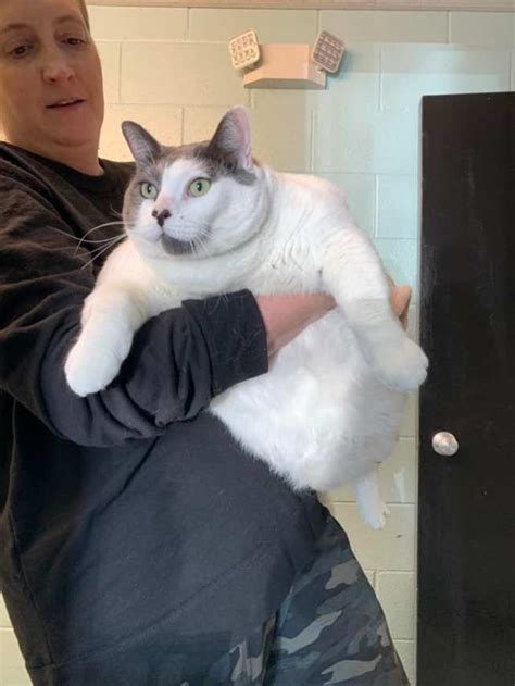 'Gloriously gluttonous body': Fat cat up for adoption weighs 40 pounds