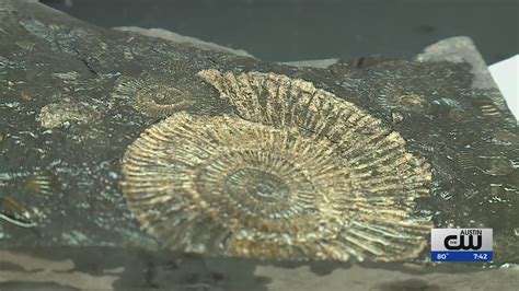 'Golden' fossils reveal new secrets; provide clues to Jurassic extinction event