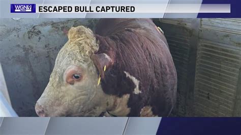 'Have you seen this bull?' Escaped bull on the loose in Barrington Hills