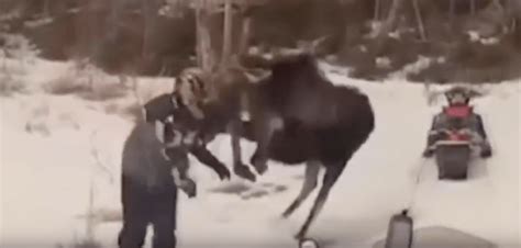 'He had a hoof print on his chest': Moose attacks man as he walks his dogs