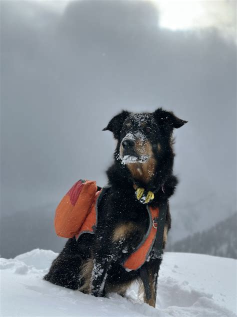 'I have no doubt he's still alive': Owner searches for dog after deadly avalanche