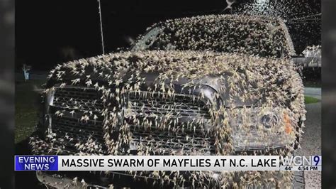 'Invasion': Massive swarm of mayflies stuns residents at NC lake
