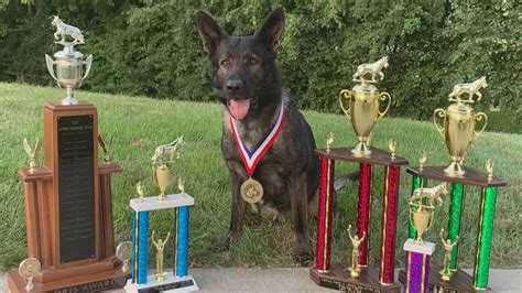 'It's been a blessing': Police K9 and handler part of more than 300 rescues, apprehensions
