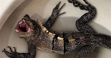 'It's huge': Florida man finds iguana hiding in his toilet