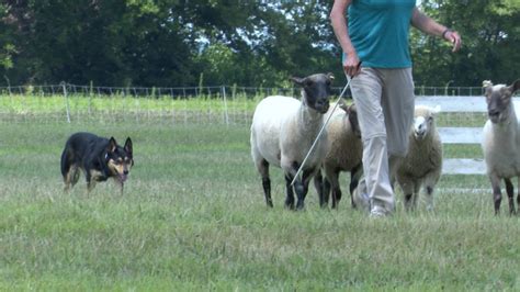 'It's perfect for a dog run,' Sheepdog time trials held at Illinois Park