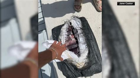 'It was a big catch': Tampa mayor finds 70 pounds of cocaine during Keys fishing trip