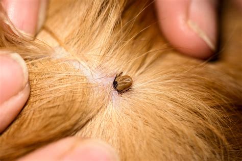 'Mean seeds' are budding across San Diego and could burrow into your dog's skin
