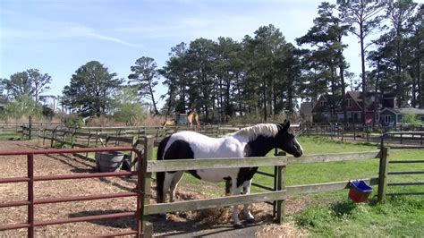 'Misty of Chincoteague' home saved by fans from around the country