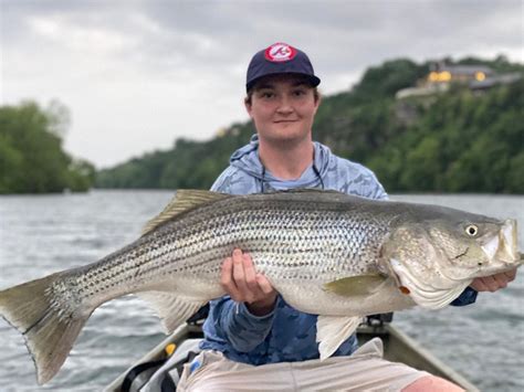 'Monster' striped bass caught in Lady Bird Lake