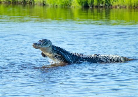 'Never seen anything like it': Wildlife photographer captures photo of alligator launching out of water