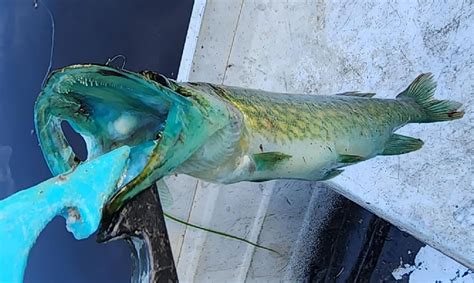 'Once in a lifetime' catch: Virginia fisherman reels in rare blue-mouthed mutation