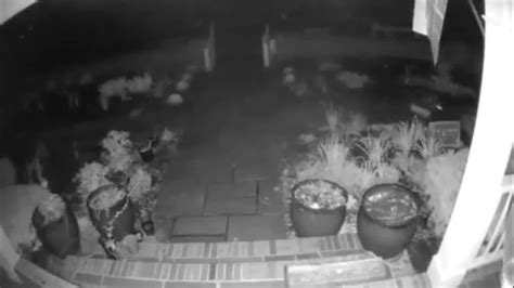 'Our masked bandit': Raccoon steals Amazon package from porch, eats contents