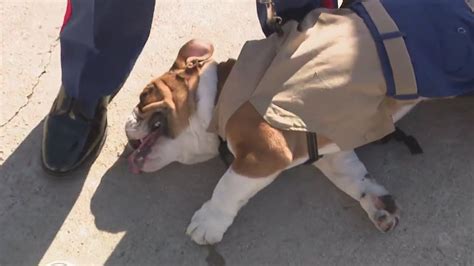 'Private Bruno' becomes active-duty Marine Corps recruit mascot