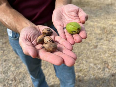 'Production is going to be significantly lower': Texas pecan farmer worries about heat, drought, prices