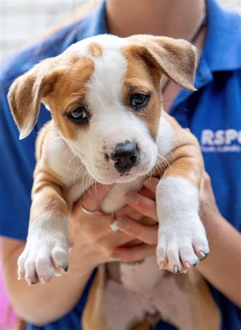 'Puppies in Bloom': Free dog adoptions during Easter weekend at Williamson County shelter