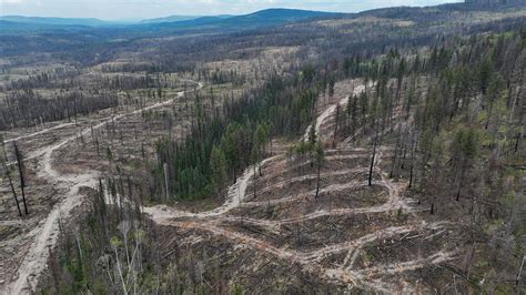 'Sustainable' logging operations are clear-cutting … - balustradellc