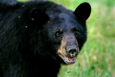 'Screaming in the woods': Bear attacks, injures child playing near New York home