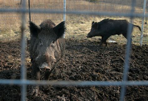'Super pigs’ in Canada could invade the US, experts warn