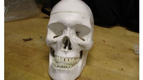 'Suspicious' skull brings checked baggage to a halt at Salt Lake airport