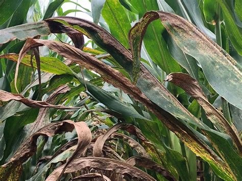 'Tar spot' is killing corn across the Midwest