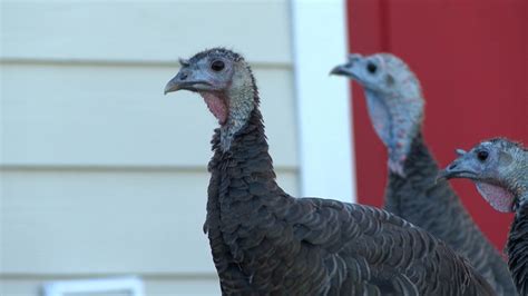 'Turkey lady' cited over confrontation while helping birds cross street in Colorado