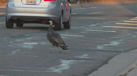 'Turkey lady' confronted while helping neighborhood birds cross the street