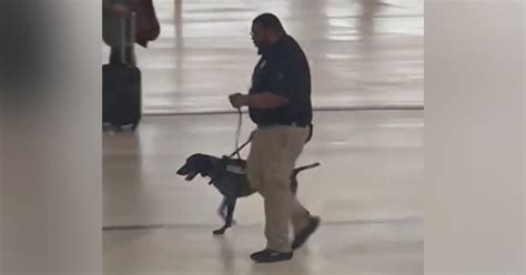 'Unacceptable': Video of TSA worker's handling of bomb dog draws outrage